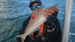 Fishing for the Biggest Sand Whiting Ive ever Seen [upl. by Solita]