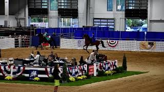 Heather in Class 18  ASB Three Gaited Show Pleasure Adult at All American Cup on 992024 [upl. by Atteuqahs]