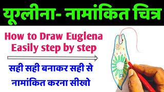 यूग्लीना का नामांकित चित्र  how to draw euglena step by step  euglena drawing  Euglena diagram [upl. by Leuamme]