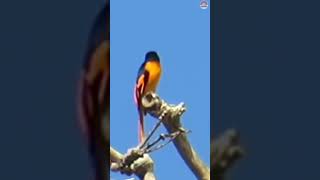 Scarlett minivet [upl. by Cristiona163]