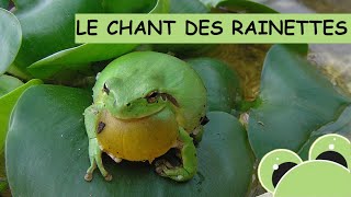 Le chant des rainettes méridionales petites grenouilles vert clair [upl. by Violette]