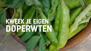 Doperwten zaaien kweken en oogsten  DIY video  Pokon Groen doet je goed [upl. by Hareehahs]