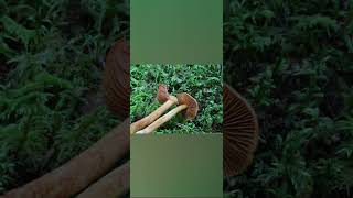 Cortinarius rubellus Deadly Webcap พิษร้ายแรงเห็ด ทำให้ไตวาย ซึ่งมักจะไม่สามารถรักษาให้หายได้ [upl. by Rouvin537]