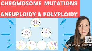 CHROMOSOME mutations  A level biology Nondisjunction in meiosis Aneuploidy amp polyploidy [upl. by Remus546]