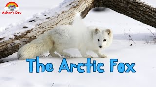 Amazing Arctic Fox Adventure animals arctic kids [upl. by Sacha408]