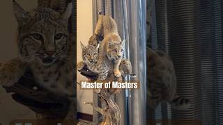 World Taxidermy Championships  Master of Masters Division 2024 🐆🦜🐱 taxidermy taxidermyart [upl. by Madelina]