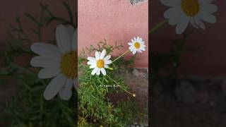 Argyranthemum frutescens  Paris daisy  Marguerite  Marguerite daisy [upl. by Lerat525]