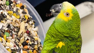 10 amazon parrot malayalam talking papagaio cutebird birds cuteparrot pets parrot [upl. by Fabian174]