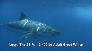 Scuba Diving the Farallon Islands California  Great White Cage Diving with gopro [upl. by Raimundo]