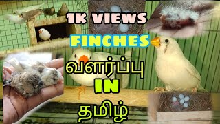 finches valarpu in tamil  Fish and birds  Finches Bird Full Information finches [upl. by Ecnerol]