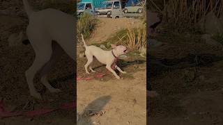 Biggest Kohat Dogs 🐕 Mandi latest update 2024  kohatigultair bullydogs mandi kohatdogsmarket [upl. by Di]