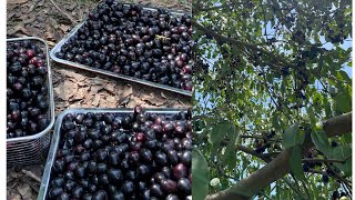 Jambolan plumes harvested dawitacooking jambolanplum harvested [upl. by Marty218]