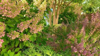 September Garden Tour Pinky Winky and Little Lime Hydrangeas plus 36 additional plants [upl. by Ninehc]