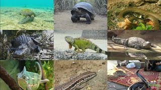 Reptiles for kids pronunciation in English with videos [upl. by Messab]