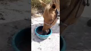 shorts Caballo Tomando 20 Litros de Agua [upl. by Zins]