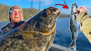 WHAT WILL EAT A BIG BAITFISH IN NORWAY  Team Galant [upl. by Ewolram690]