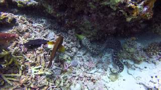 Undulated moray eating a redtoothed triggerfish [upl. by Robbins]