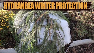 How to Protect Bigleaf Hydrangea for Winter  How to Help Overwinter Bigleaf Hydrangea [upl. by Grannias397]