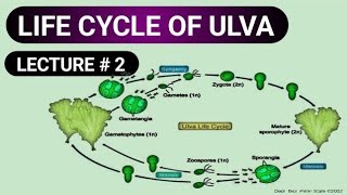 ULVA  LIFE CYCLE OF ULVA PROTOCTISTS AND FUNGI [upl. by Kriste661]