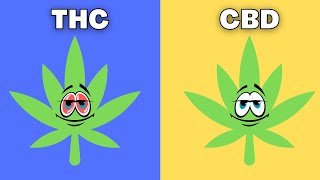 THC vs CBD  Whats the difference [upl. by Yeltrab775]