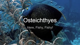 Osteichthyes an introduction to the ClassCCCS Biology 30 [upl. by Krongold]