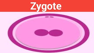 Zygote biologywalesir zygote unicellular fertilization sperm egg fertilizedegg [upl. by Howey609]