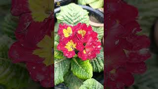 Primula vulgaris flower  Primrose  trending nature youtubeshorts [upl. by Arres]