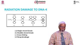 Radio Biology Biological effects of radiation  DNA damage and repair Survival Curve [upl. by Aicilf641]