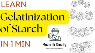 Gelatinization Of Starch  Food chemistry  starch [upl. by Acirdna]