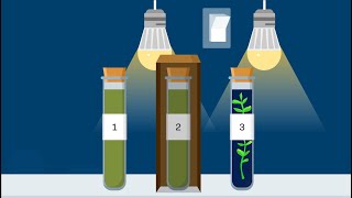 Simulation Video Walkthrough  Photosynthesis and Cellular Respiration [upl. by Anirac]