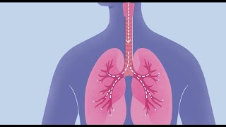 How COVID19 Affects Your Lungs [upl. by Ennairac361]