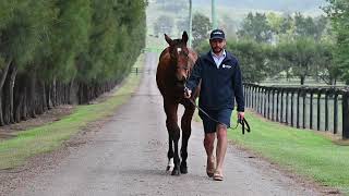 Lot 216  Star Turn x Open All Hours colt [upl. by Pucida418]