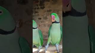 Raw talking parrot birdvideobirdsshortsviral [upl. by Kauslick305]