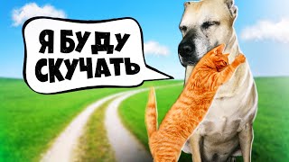 Последние дни грустного котенка с нашими домашними животными  SANI vlog [upl. by Alger]