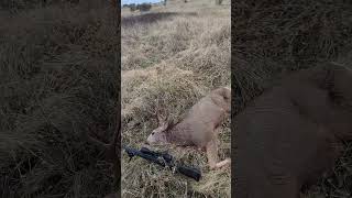 Buck down in Idaho back country idaho deerhunting nature idahooutdoors hunting muledeer [upl. by Anyehs]