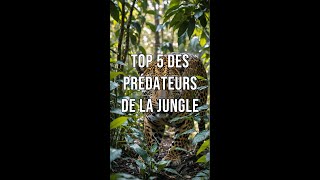 TOP 5 des Prédateurs de la jungle animaux tortoiseaddict animalsfacts animals [upl. by Catlin]