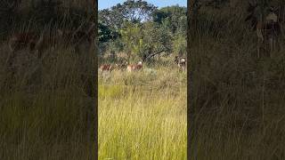 a herd of Impalas  Impala animal shorts impala pullupyoshorts wildlife [upl. by Tallie931]