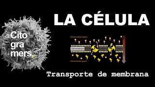 Transporte de membranaTransporte Pasivo Transporte Activo Endocitosis y Exocitosis [upl. by Augustina646]