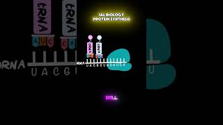 Protein Synthesis in one minute for your IAL Biology Exam [upl. by Mori]