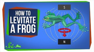 Diamagnetism How to Levitate a Frog [upl. by Ri]