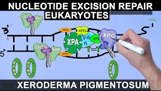 Nucleotide Excision Repair in Eukaryotes [upl. by Ardek257]