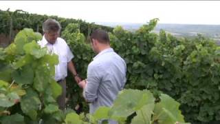 Weingut Immerheiser Schwabenheim  Rheinhessen [upl. by Bunch135]