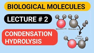 Condensation And Hydrolysis  Biological Molecules [upl. by Reahard]