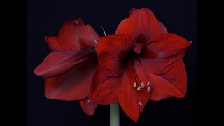 Growing Amaryllis Flowers Must To Know Tip [upl. by Meek]