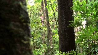 PampO Experiences Tree to Tree Adventure Noumea New Caledonia [upl. by Michael]