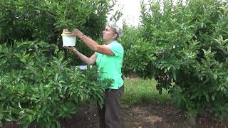 3 Checking Bucket Traps  Monitoring Codling Moths for a BioFix [upl. by Retsam]