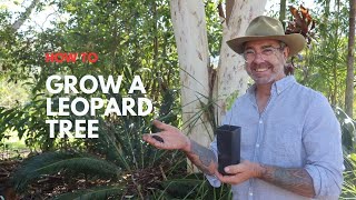 Growing a Leopard Tree Caesalpinia Ferrea from seed [upl. by Leschen314]