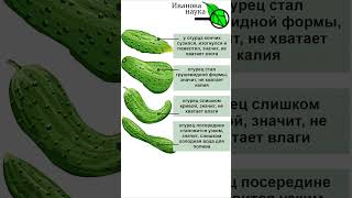 Чего не хватает огурцам и кабачкам Симптомы на плодах [upl. by Ahsii]