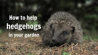 The Wildlife Garden Project  How to help hedgehogs in your garden [upl. by Bertelli489]