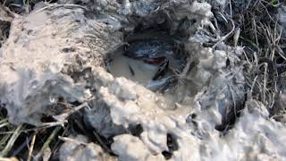 Time lapse of a Crawfish Burrowing A snake was caught passing by with a Frog in its mouth🤣🤣 [upl. by Enirolf123]